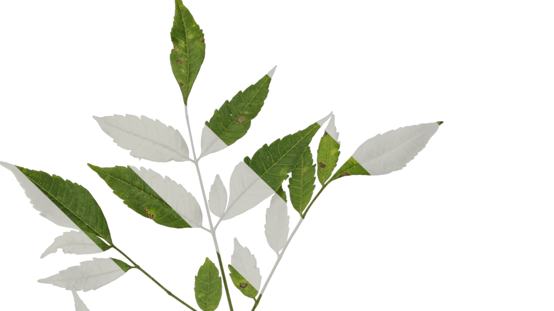 Anydrafts Melia azedarach Atlas 14 Texture_1