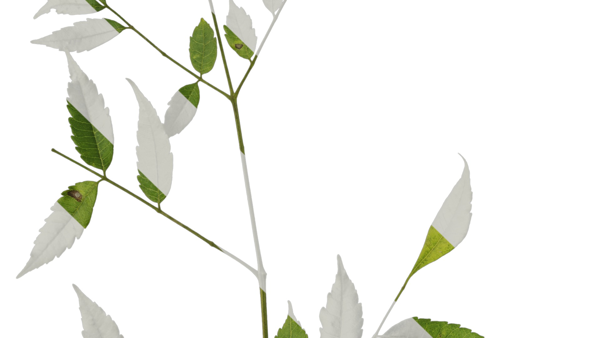 Anydrafts Melia azedarach Atlas 14 Texture_3