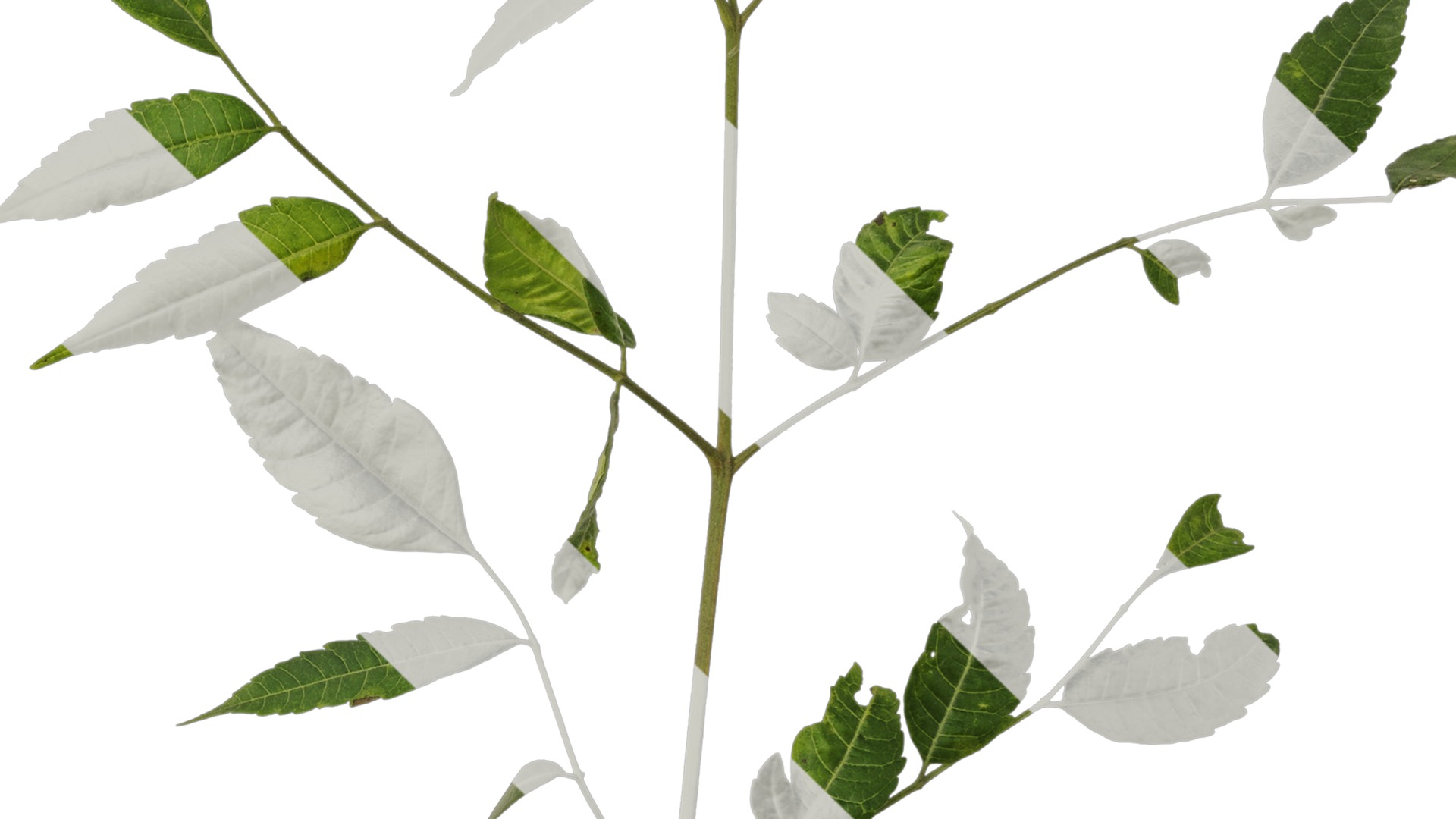 Anydrafts Melia azedarach Atlas 14 Texture_4