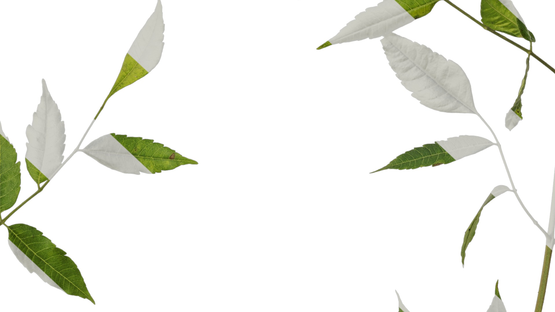 Anydrafts Melia azedarach Atlas 14 Texture_7