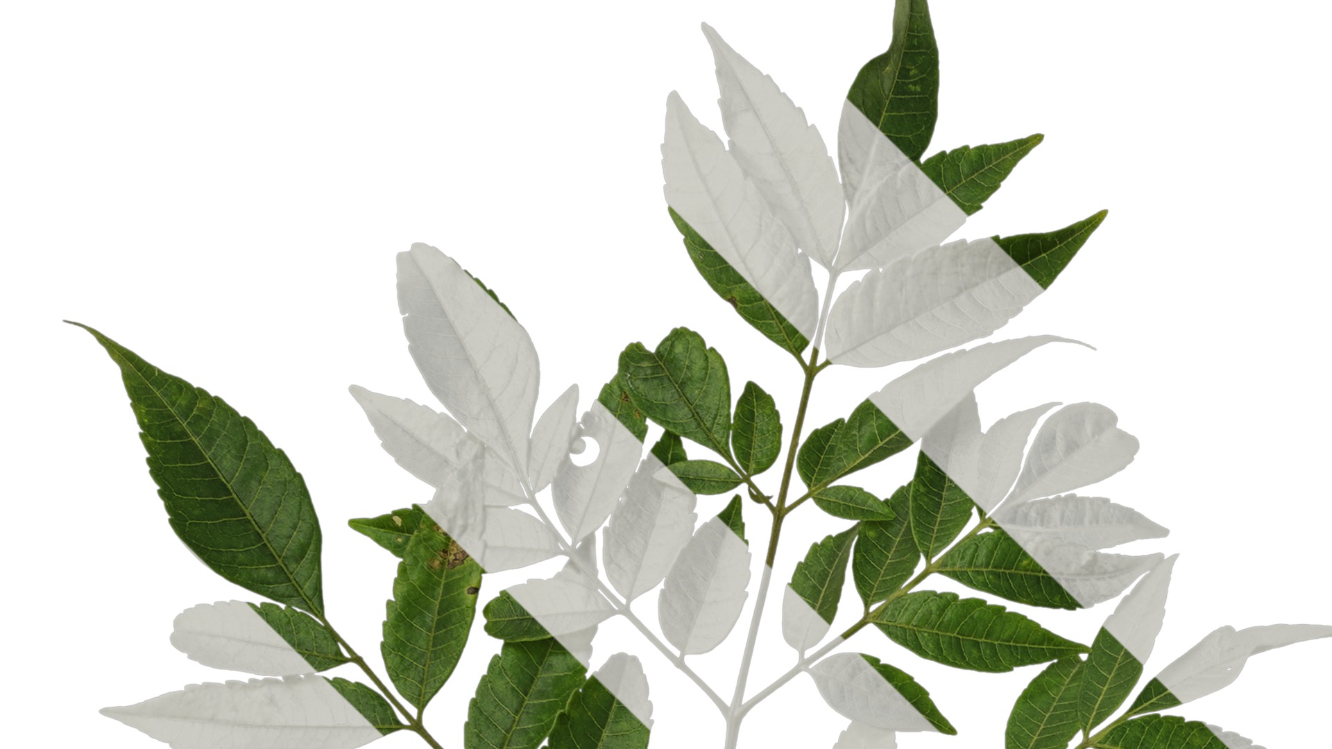 Anydrafts Melia azedarach Atlas 15 Texture_1