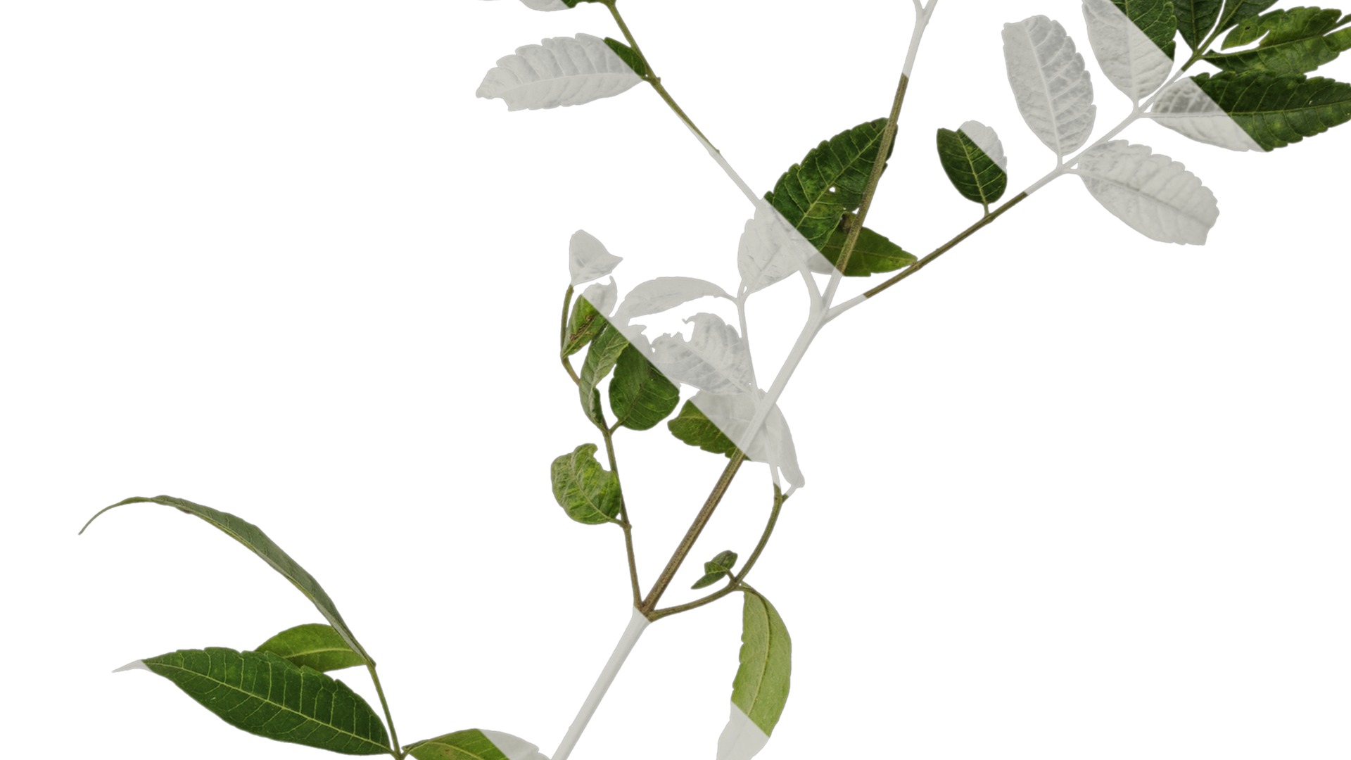 Anydrafts Melia azedarach Atlas 15 Texture_4