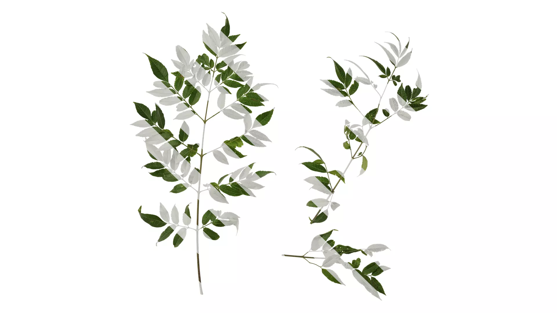 Anydrafts Melia azedarach Atlas 15 Texture_0