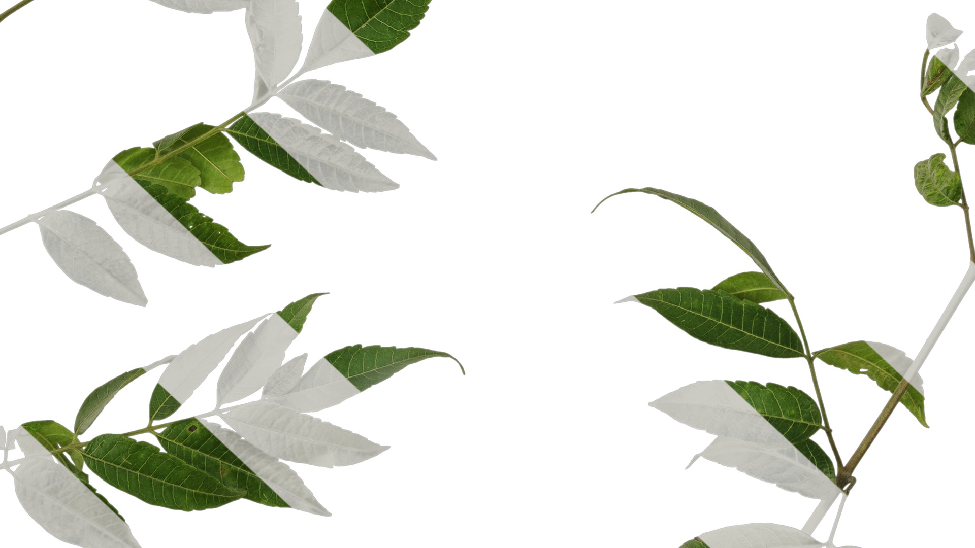 Anydrafts Melia azedarach Atlas 15 Texture_7