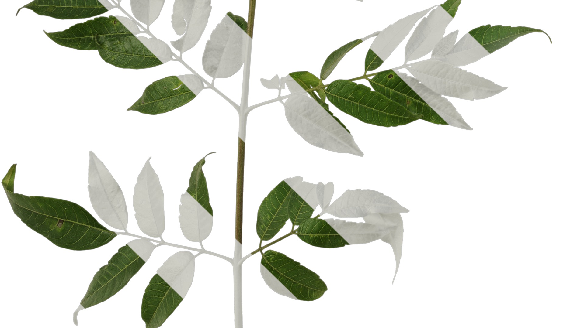 Anydrafts Melia azedarach Atlas 15 Texture_5