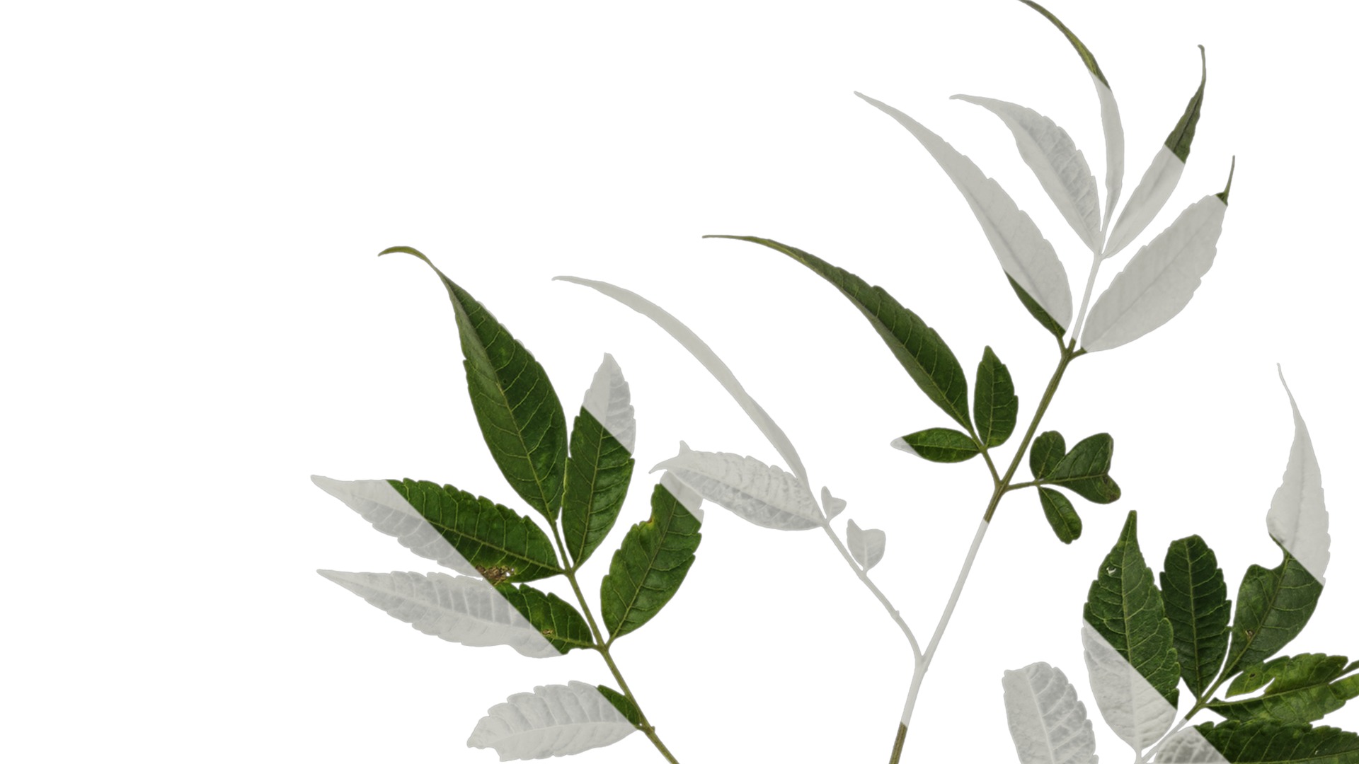 Anydrafts Melia azedarach Atlas 15 Texture_2