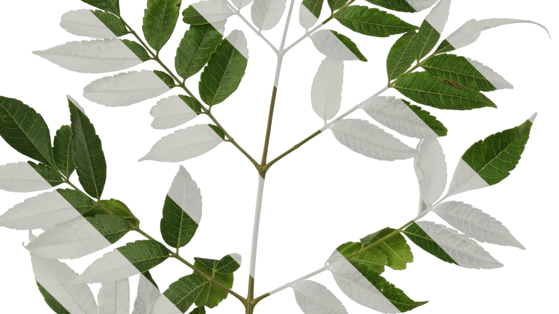 Anydrafts Melia azedarach Atlas 15 Texture_3