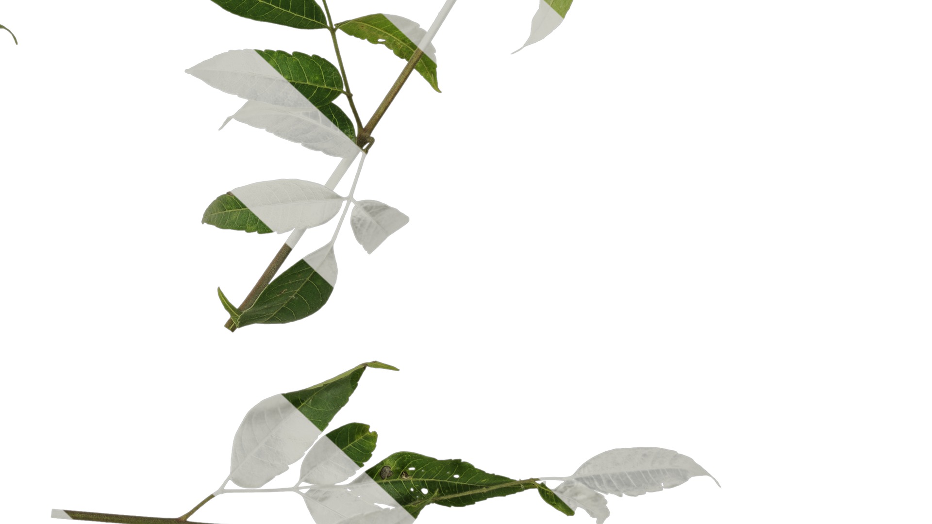 Anydrafts Melia azedarach Atlas 15 Texture_6