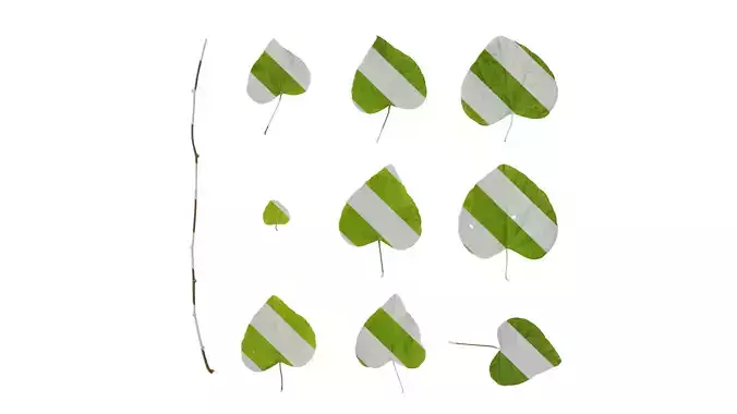 Anydrafts Aristolochia debilis Leaf 01