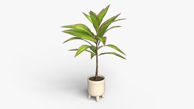 Cordyline plant Low-poly 3D model