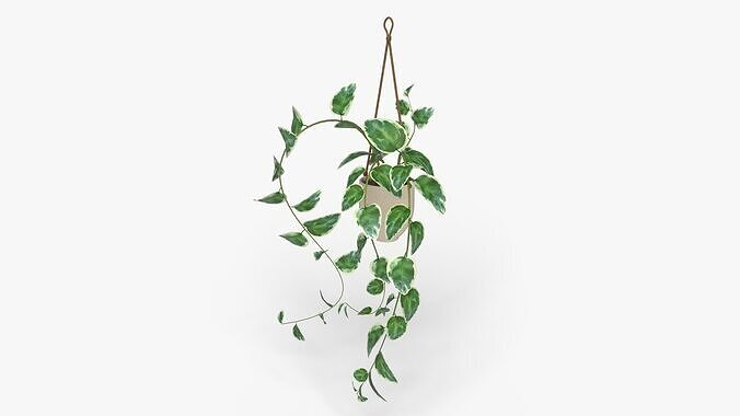 Epipremnum plant Low-poly 3D model