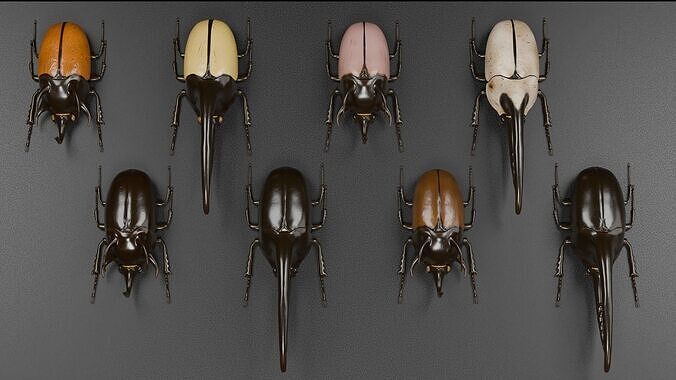 Dynastes hercules beetle and chalcosoma rhinoceros beetle