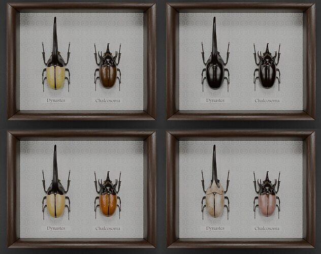 Dynastes hercules beetle and chalcosoma rhinoceros beetle 3D model