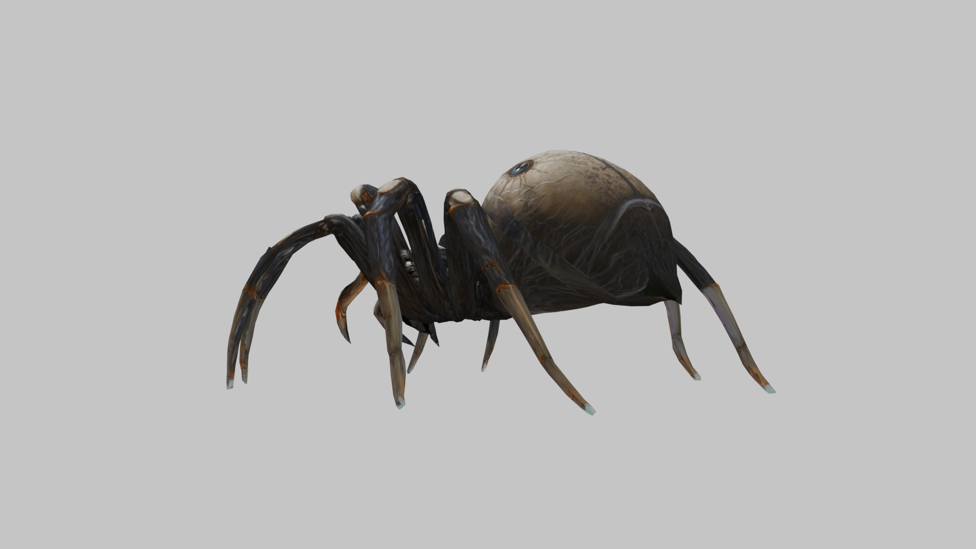 Jumping Spider Low-poly 3D model_5