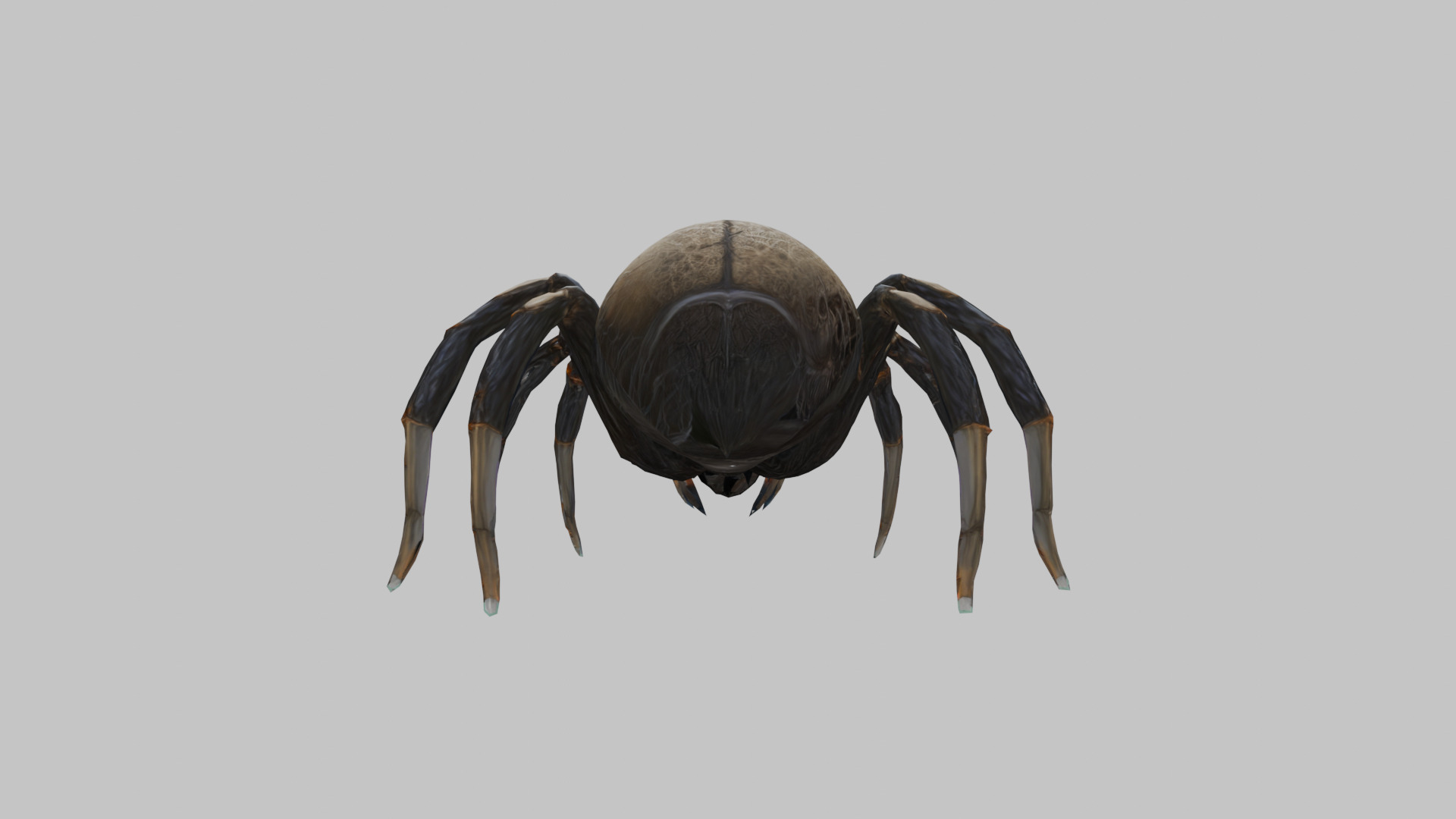 Jumping Spider Low-poly 3D model_4