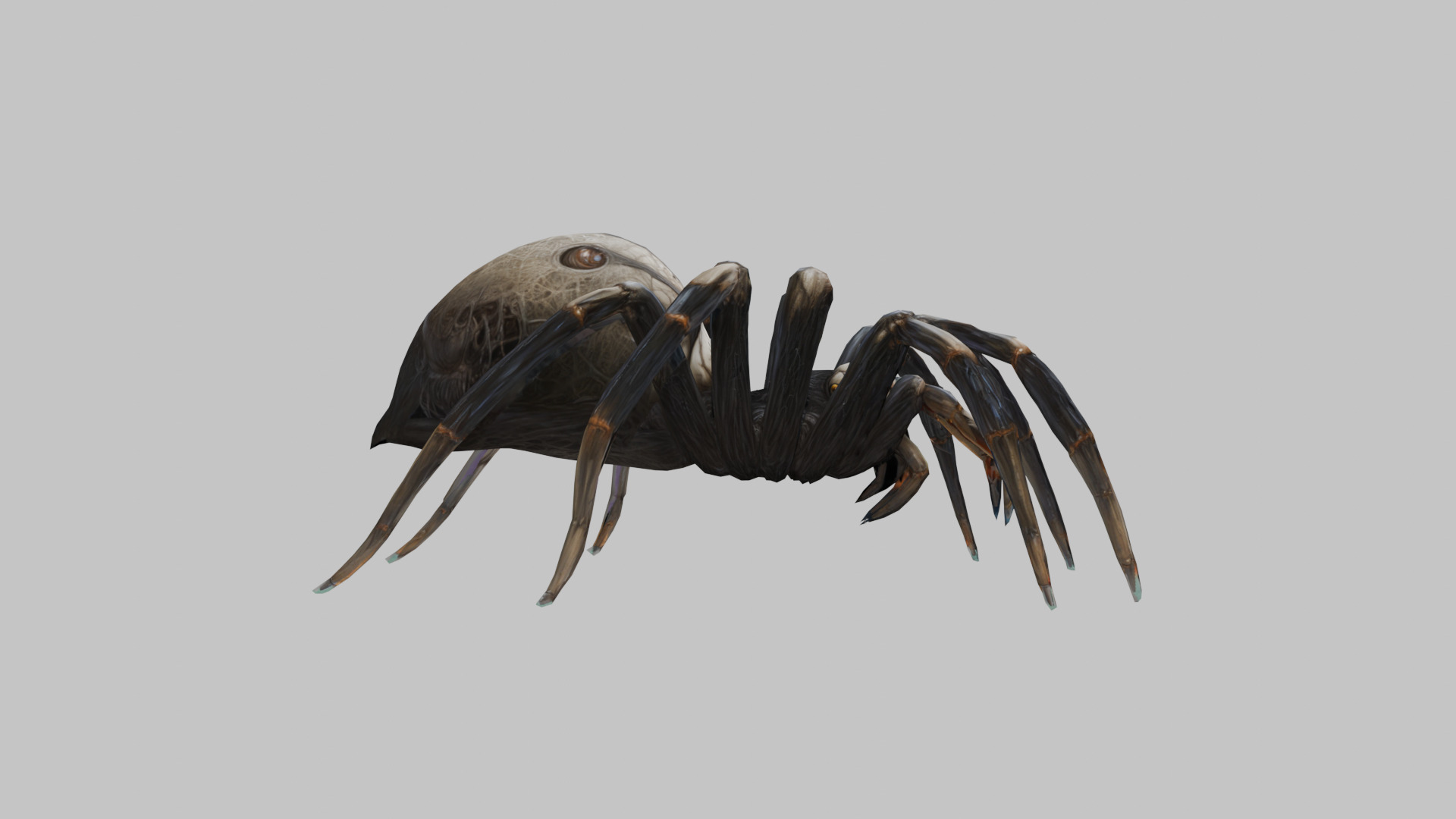 Jumping Spider Low-poly 3D model_2