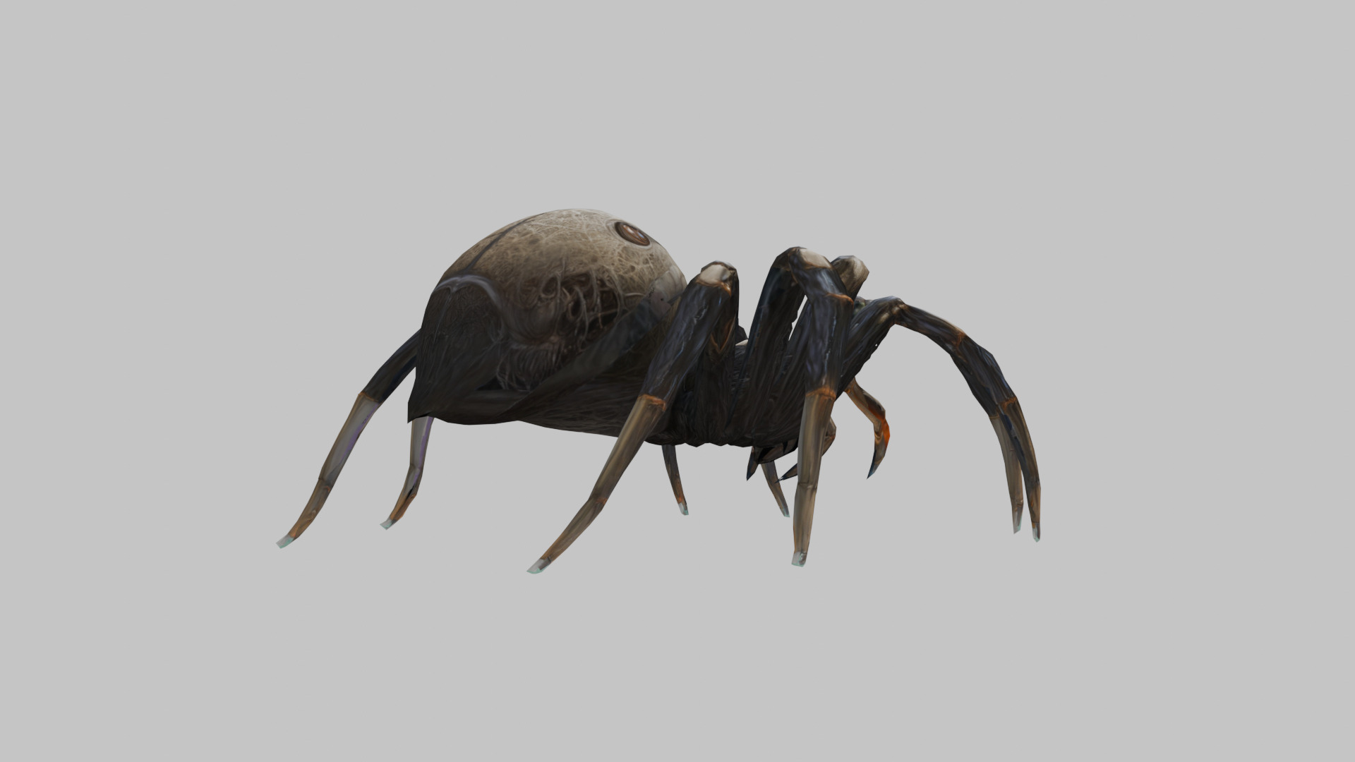 Jumping Spider Low-poly 3D model_3