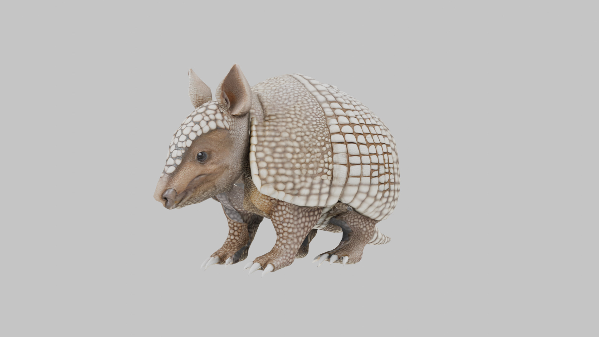 Low Poly Armadillo Low-poly 3D model_7