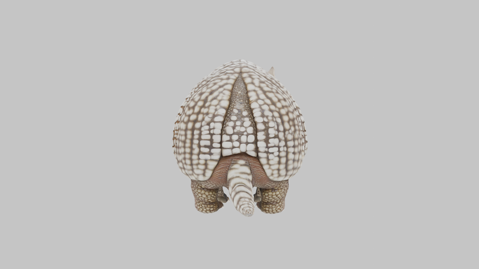 Low Poly Armadillo Low-poly 3D model_4