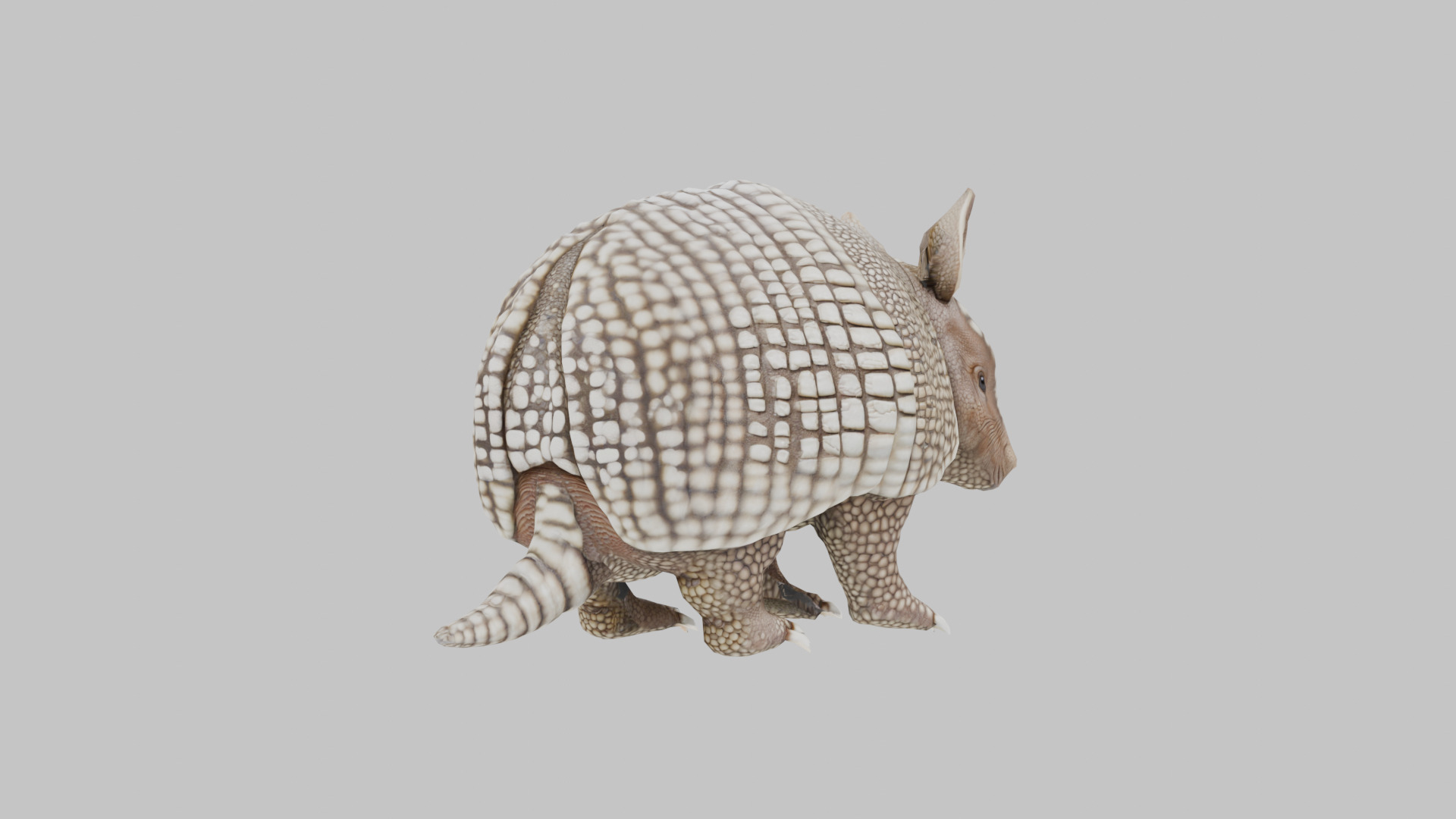 Low Poly Armadillo Low-poly 3D model_3