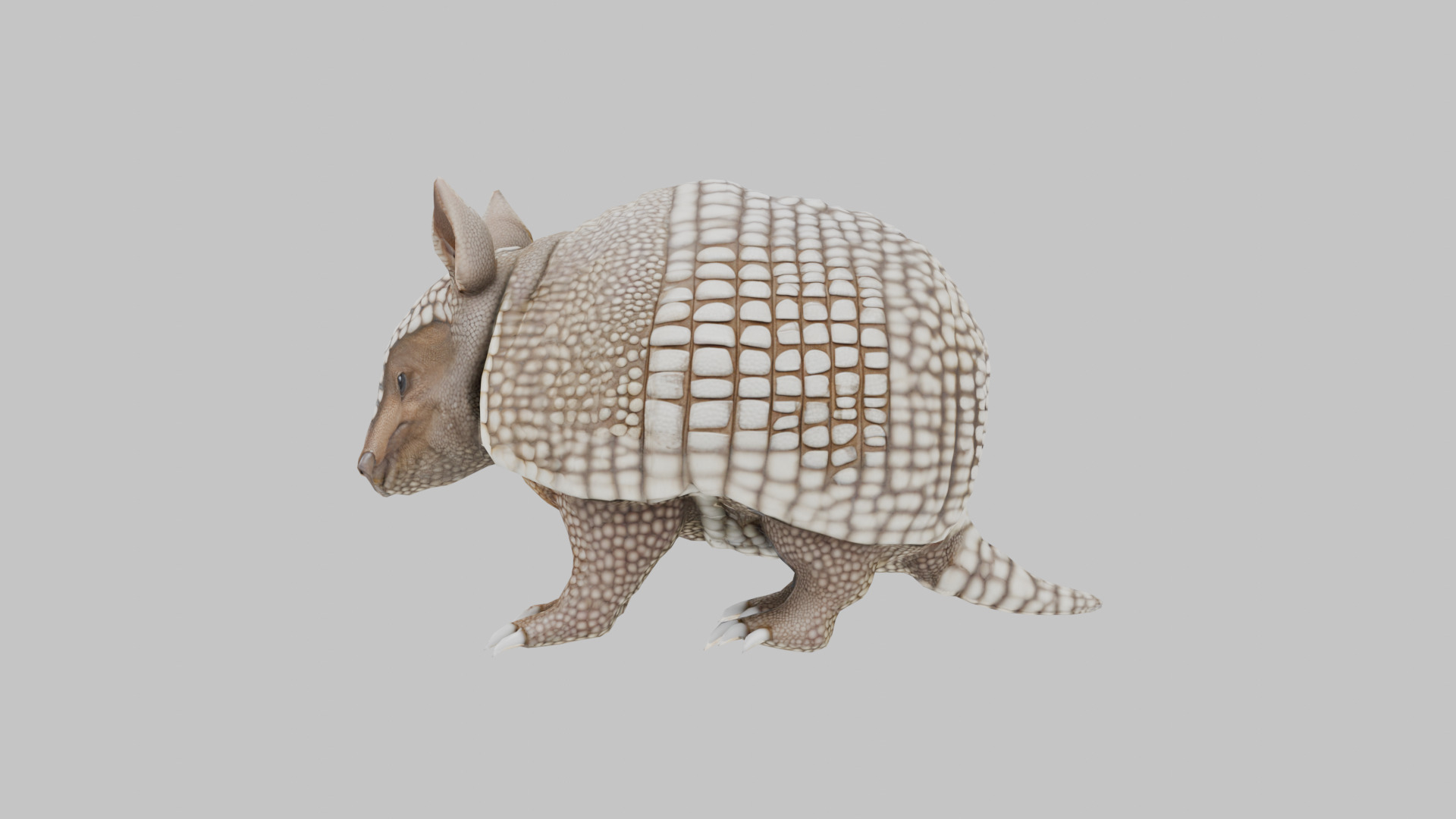Low Poly Armadillo Low-poly 3D model_6