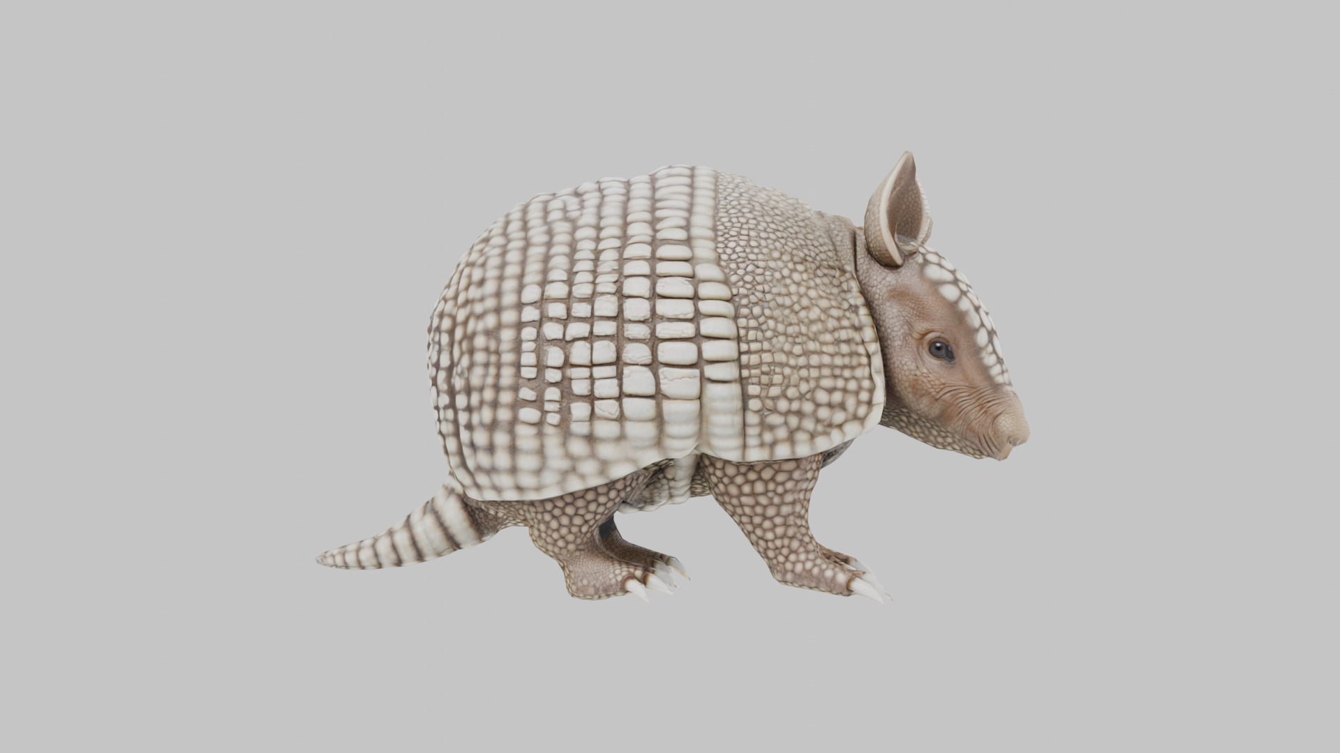 Low Poly Armadillo Low-poly 3D model_2