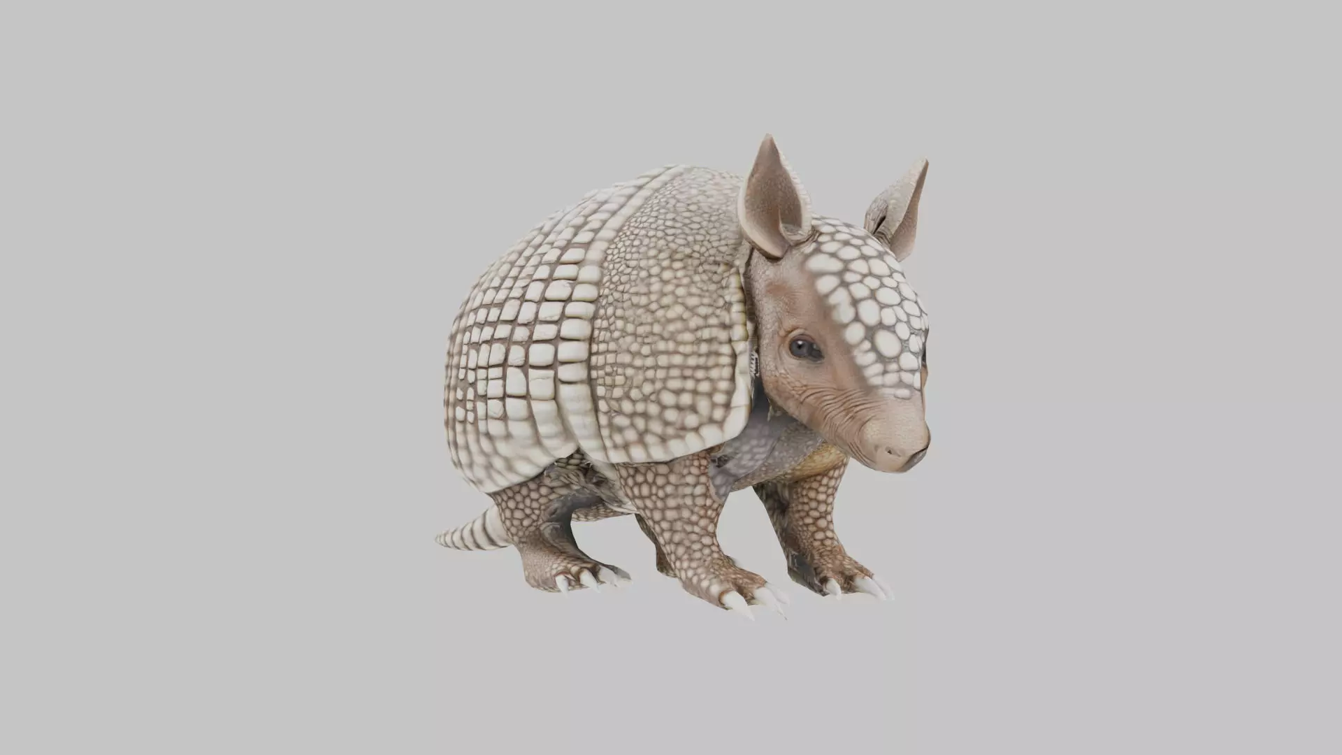 Low Poly Armadillo Low-poly 3D model_0