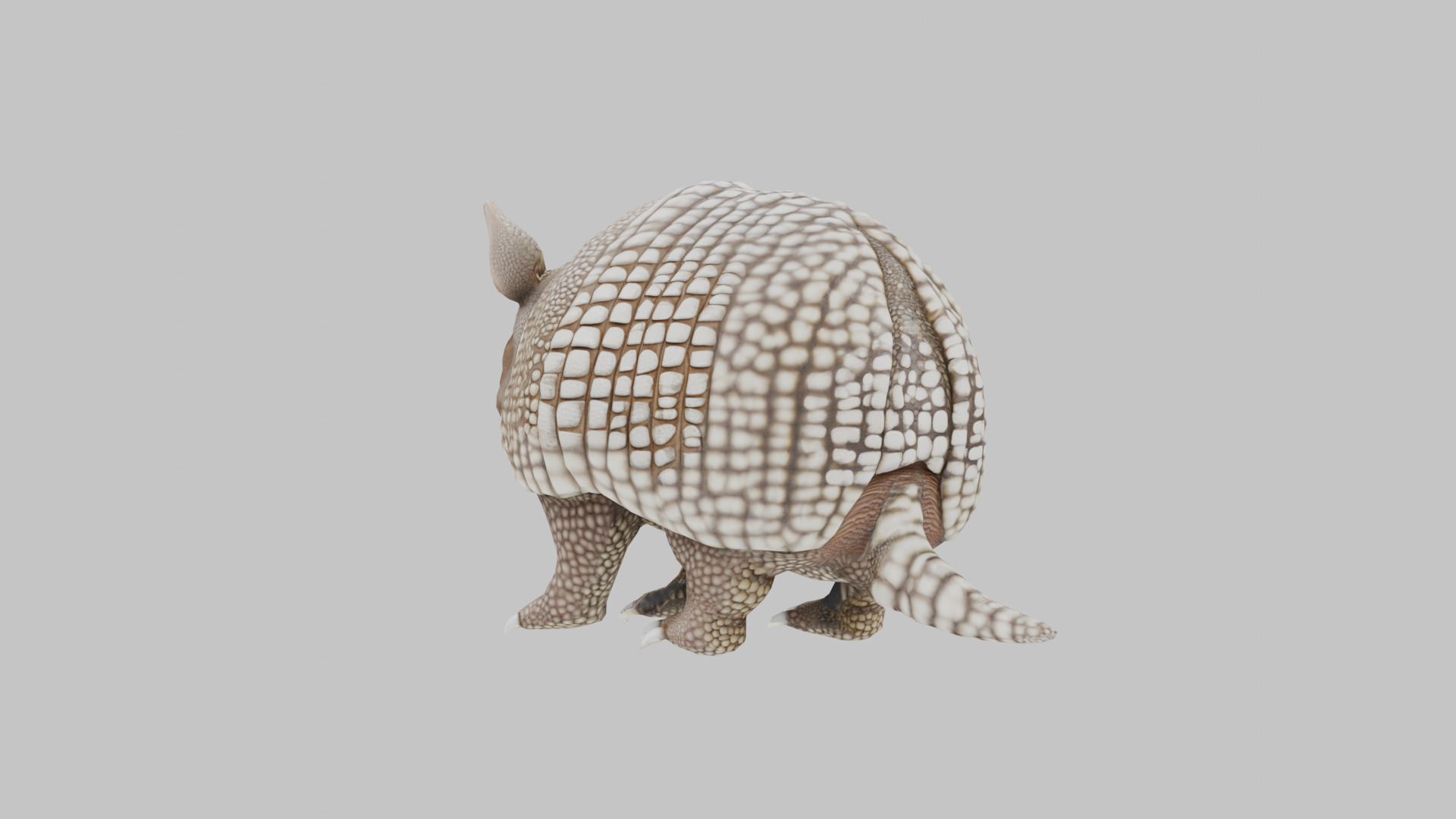 Low Poly Armadillo Low-poly 3D model_5