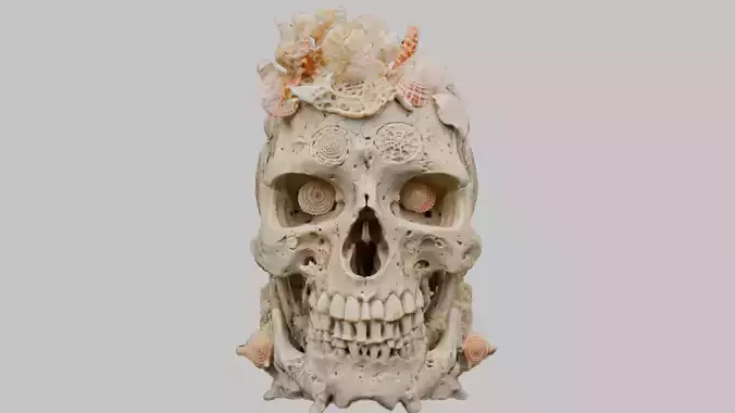 Coral Skull Human Bones