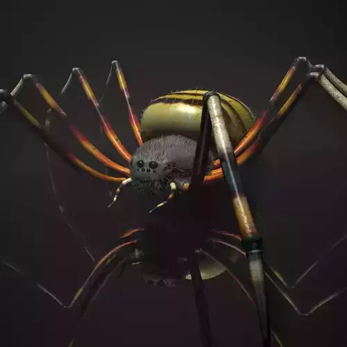 Spider Tiger Rigged Low-poly 3D model