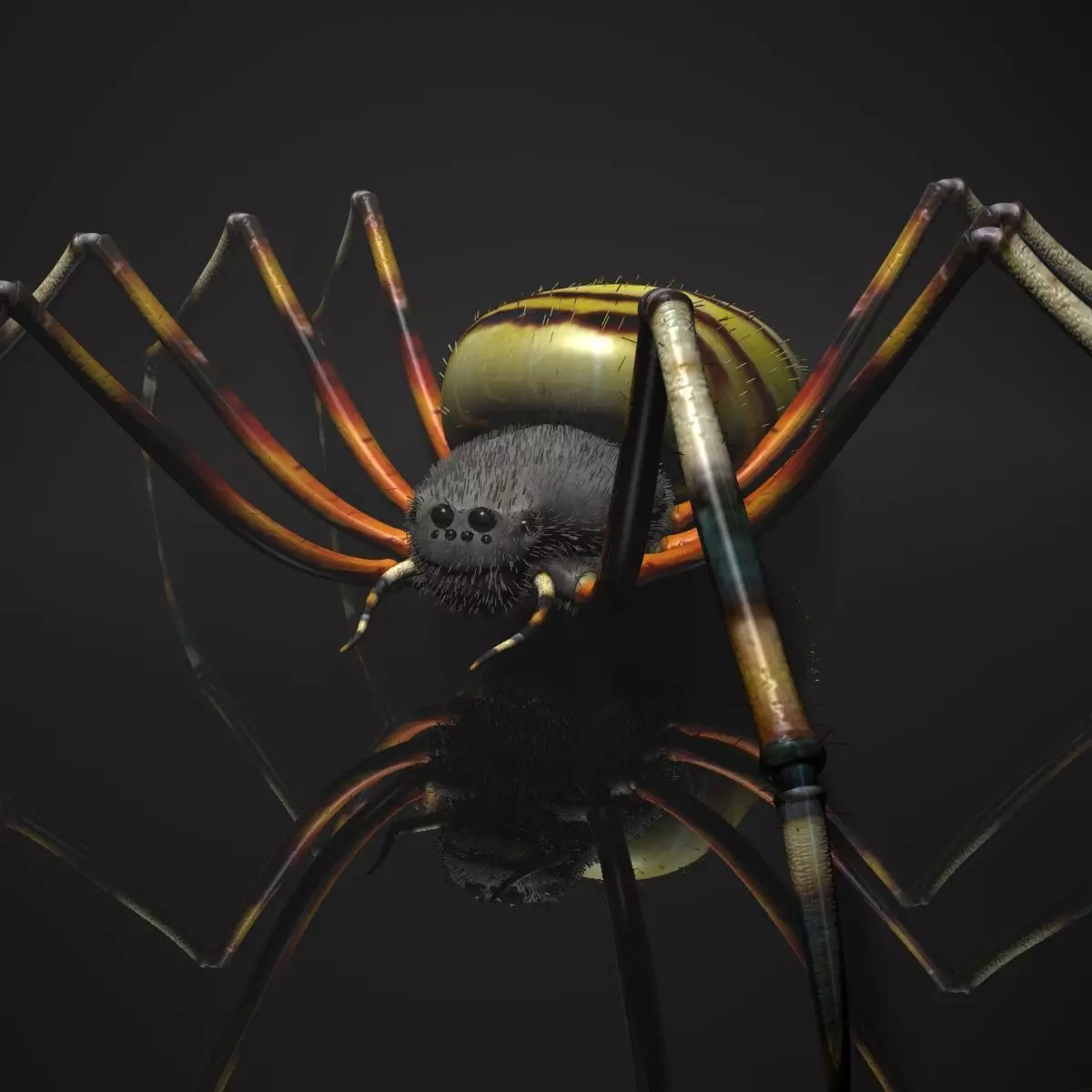 Spider Tiger Rigged Low-poly 3D model_0