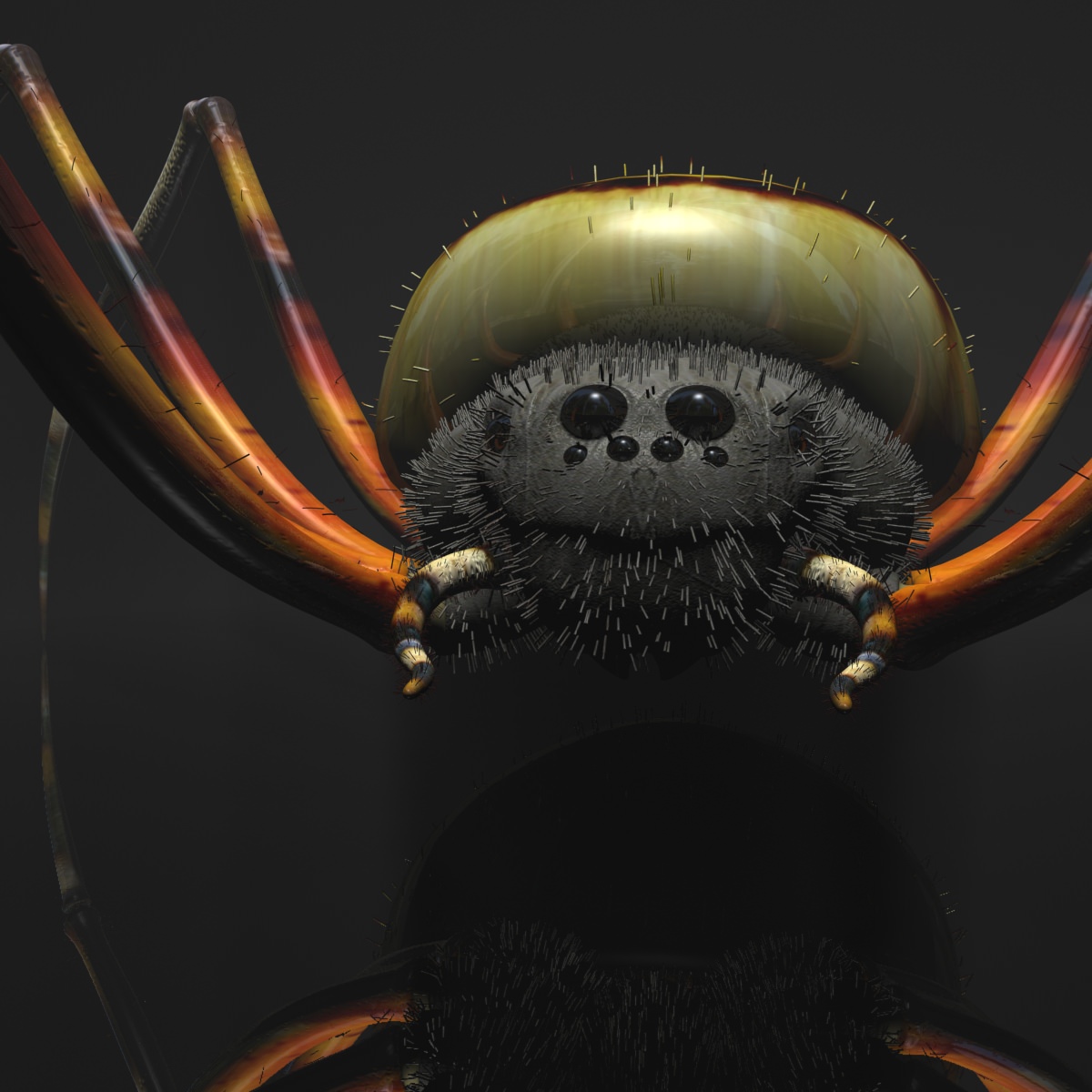 Spider Tiger Rigged Low-poly 3D model_1