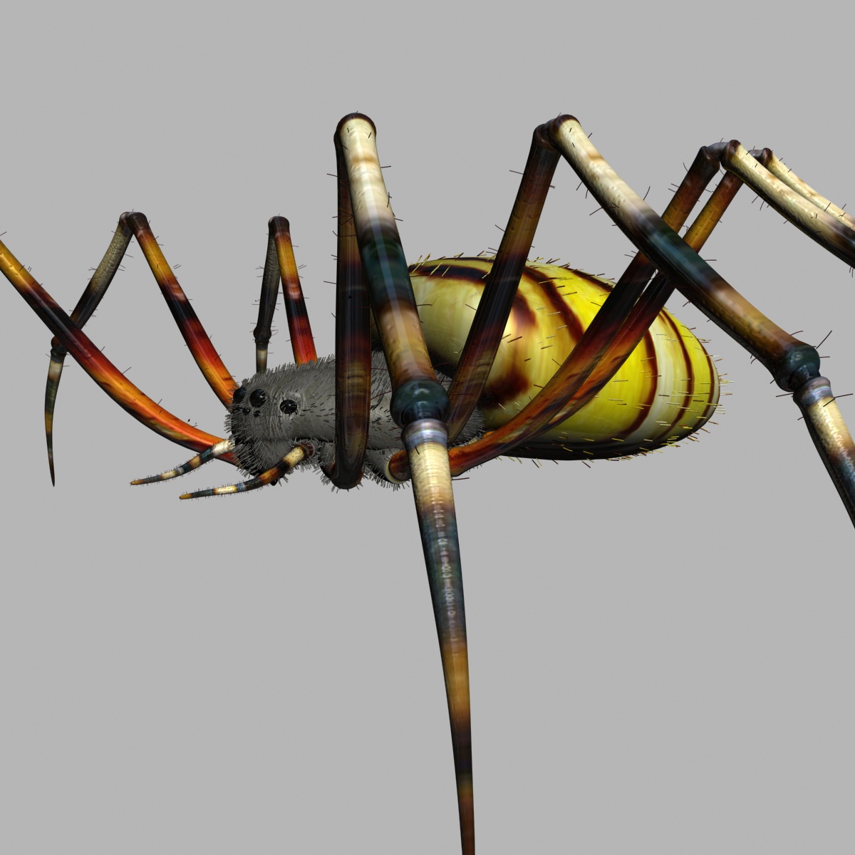 Spider Tiger Rigged Low-poly 3D model_3