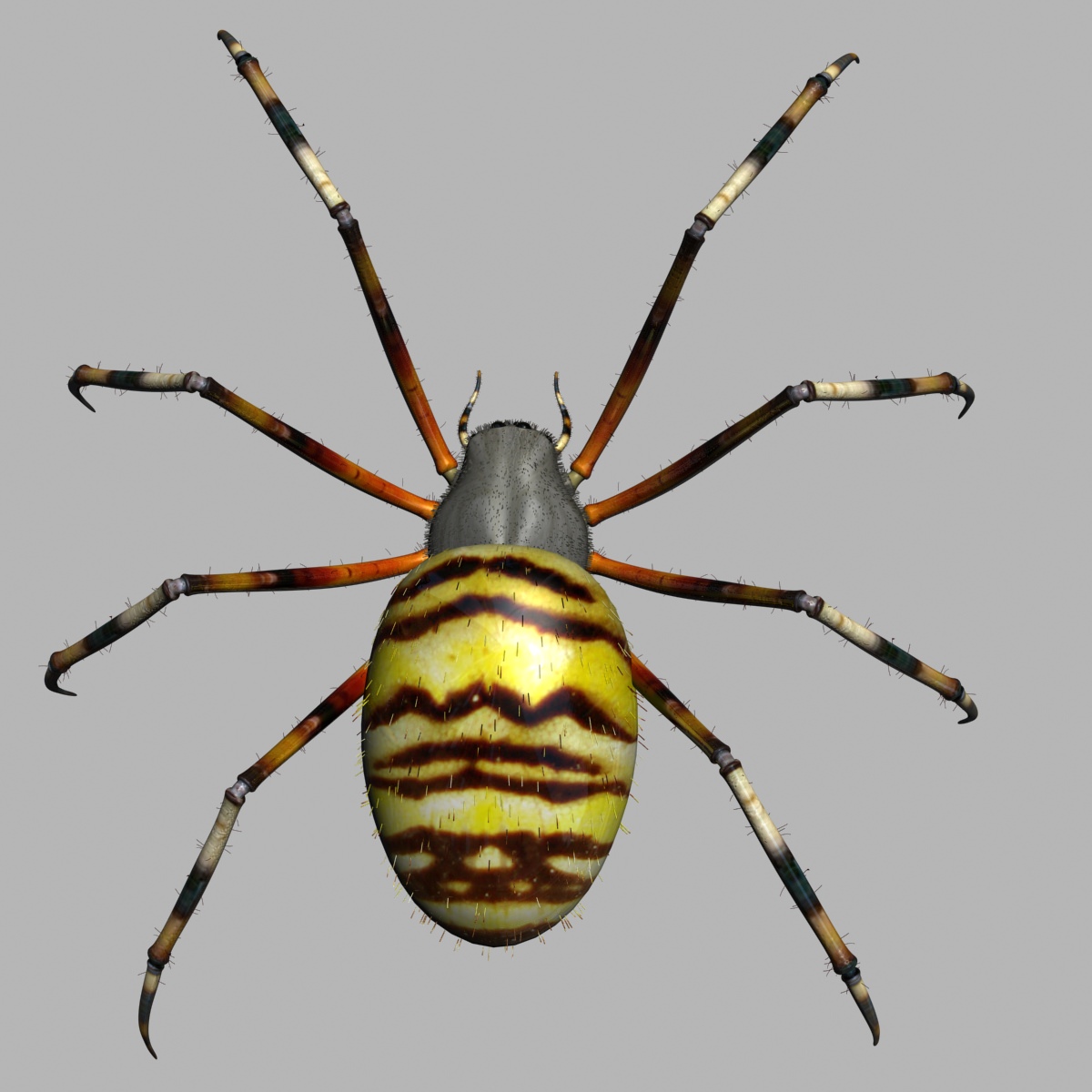 Spider Tiger Rigged Low-poly 3D model_5