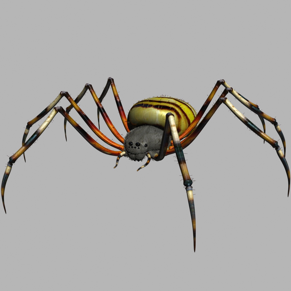 Spider Tiger Rigged Low-poly 3D model_2