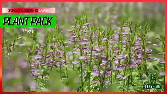 Street Garden in JAPAN - 4 Hosta Flower Grass Plant