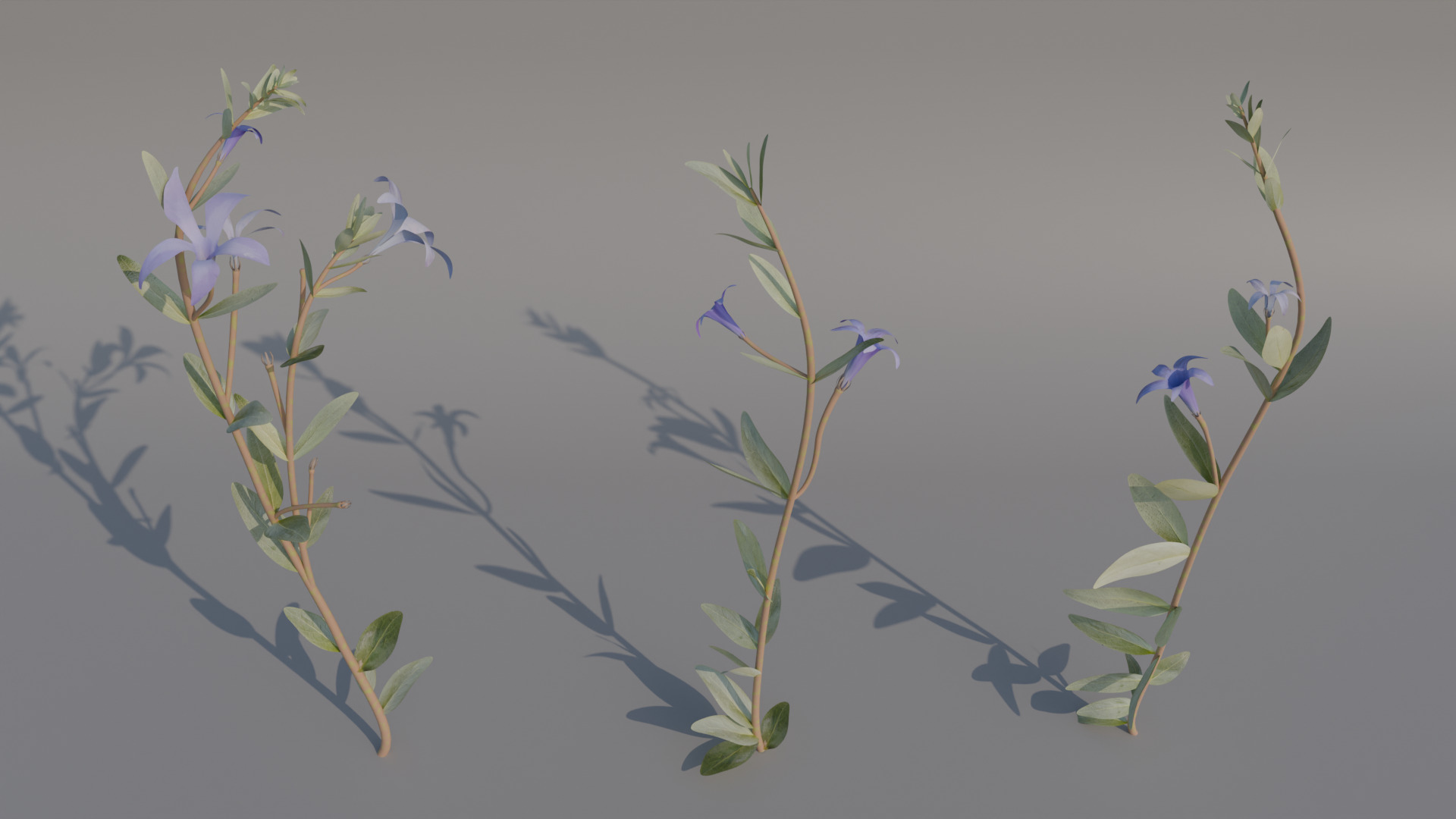 Periwinkle 3D model_1