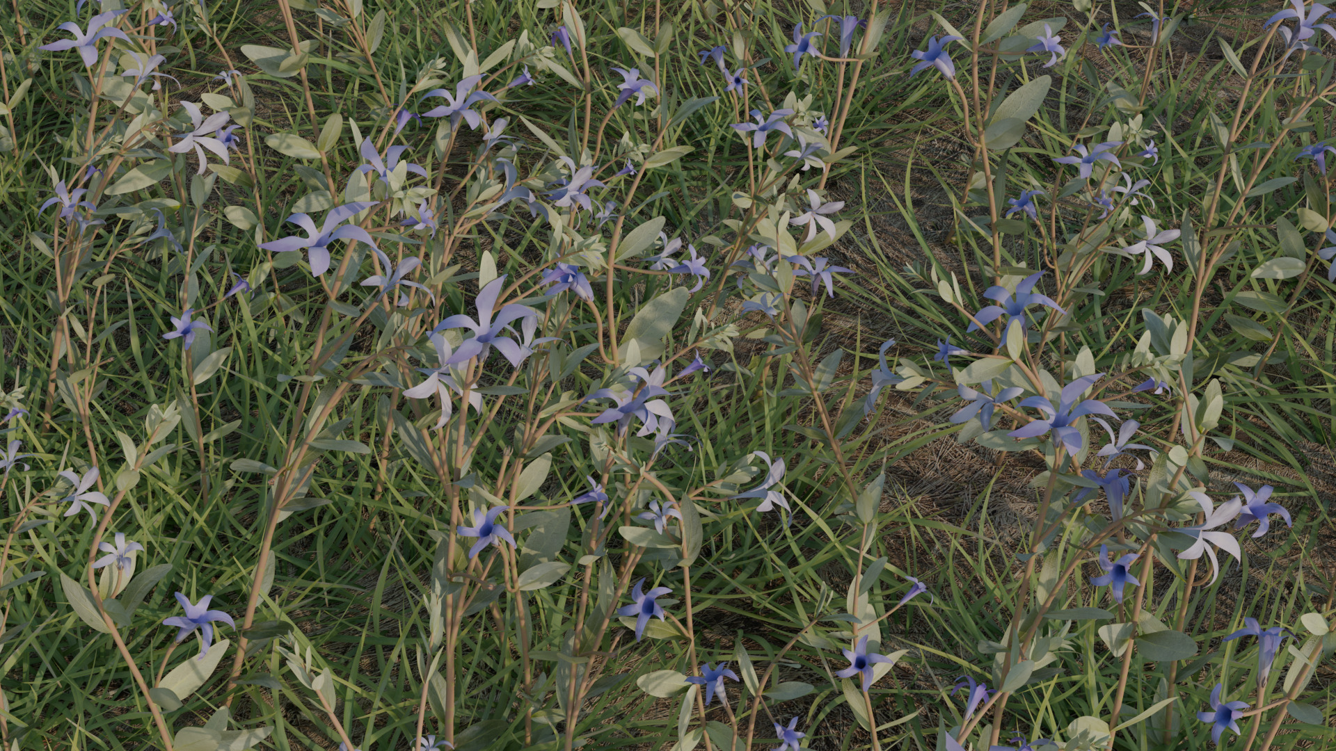 Periwinkle 3D model_3