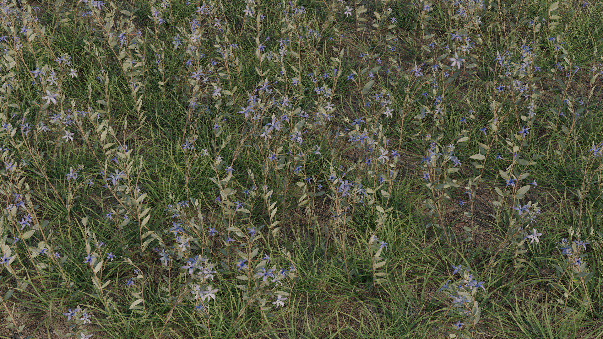 Periwinkle 3D model_2