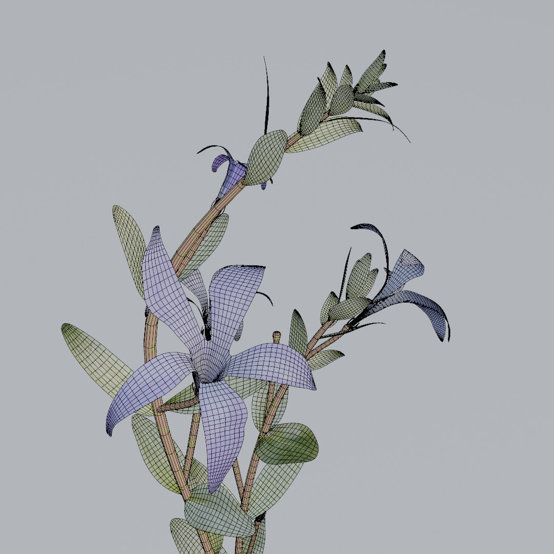 Periwinkle 3D model_4