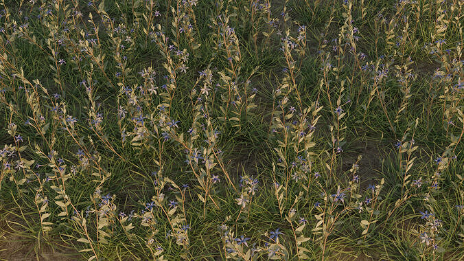 Periwinkle 3D model