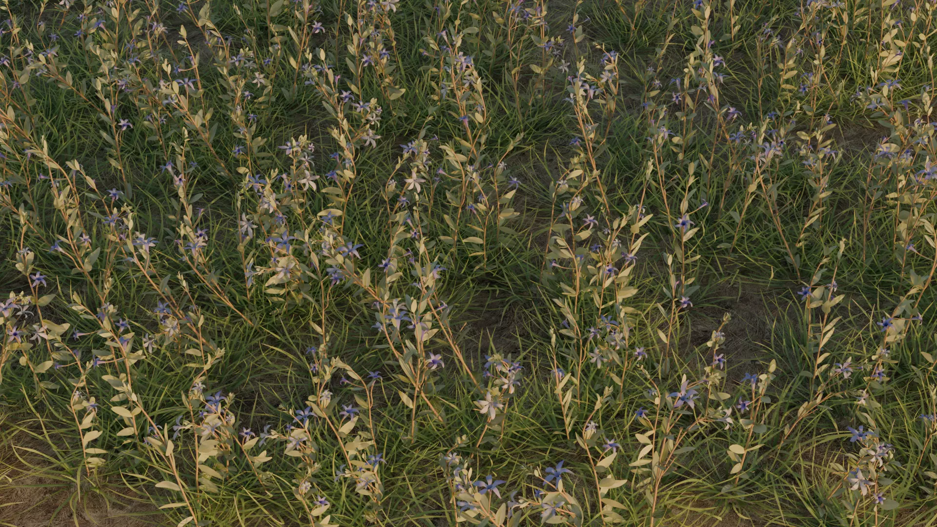 Periwinkle 3D model_0