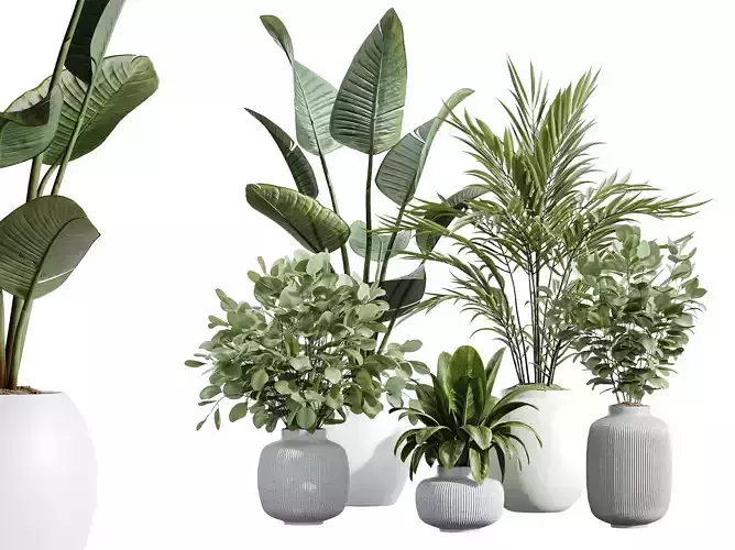 AV Indoor Plants Set 232 Bird Of Paradise and Ficus and Palm