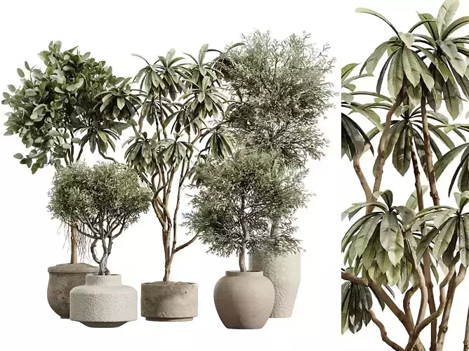 AV Indoor Plants Set 233 Olive Ficus African Fig 