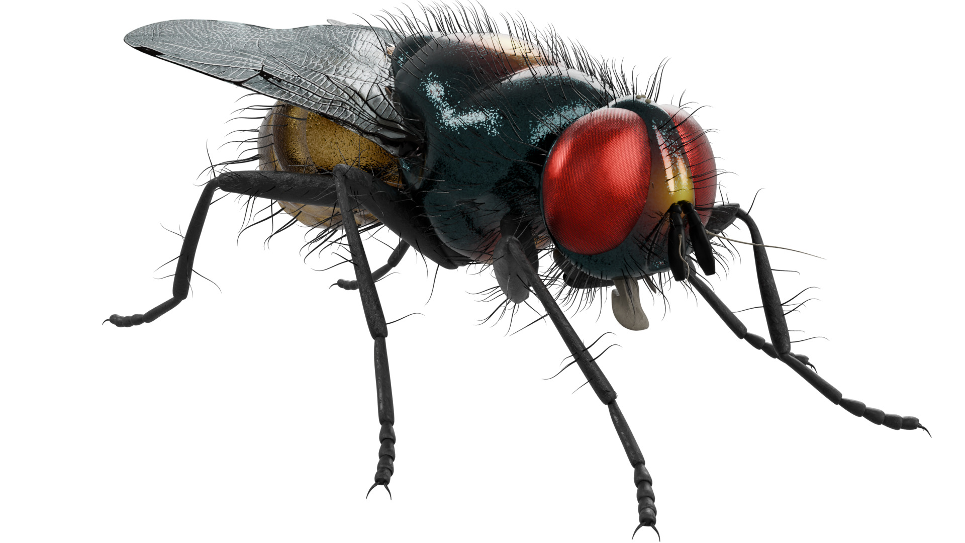 Housefly 3D model_6