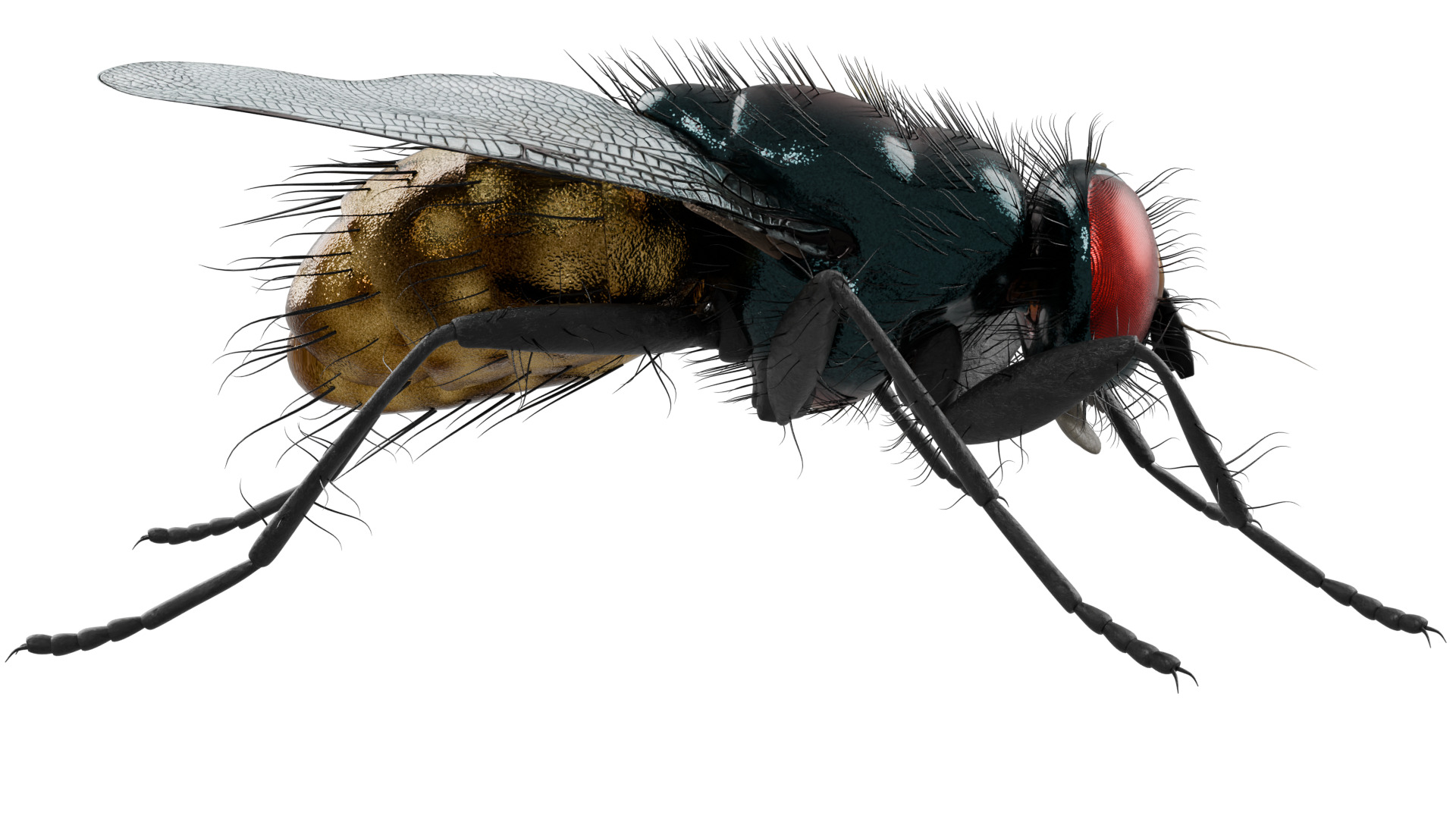 Housefly 3D model_5