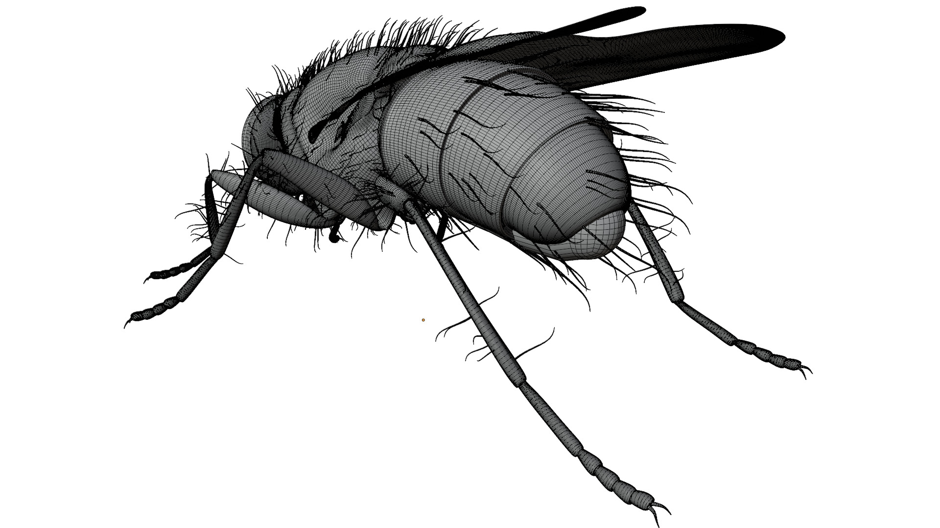 Housefly 3D model_11