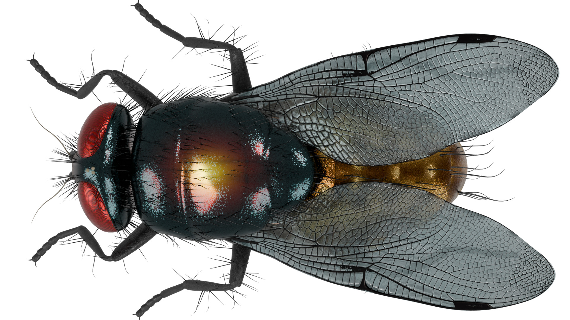Housefly 3D model_8