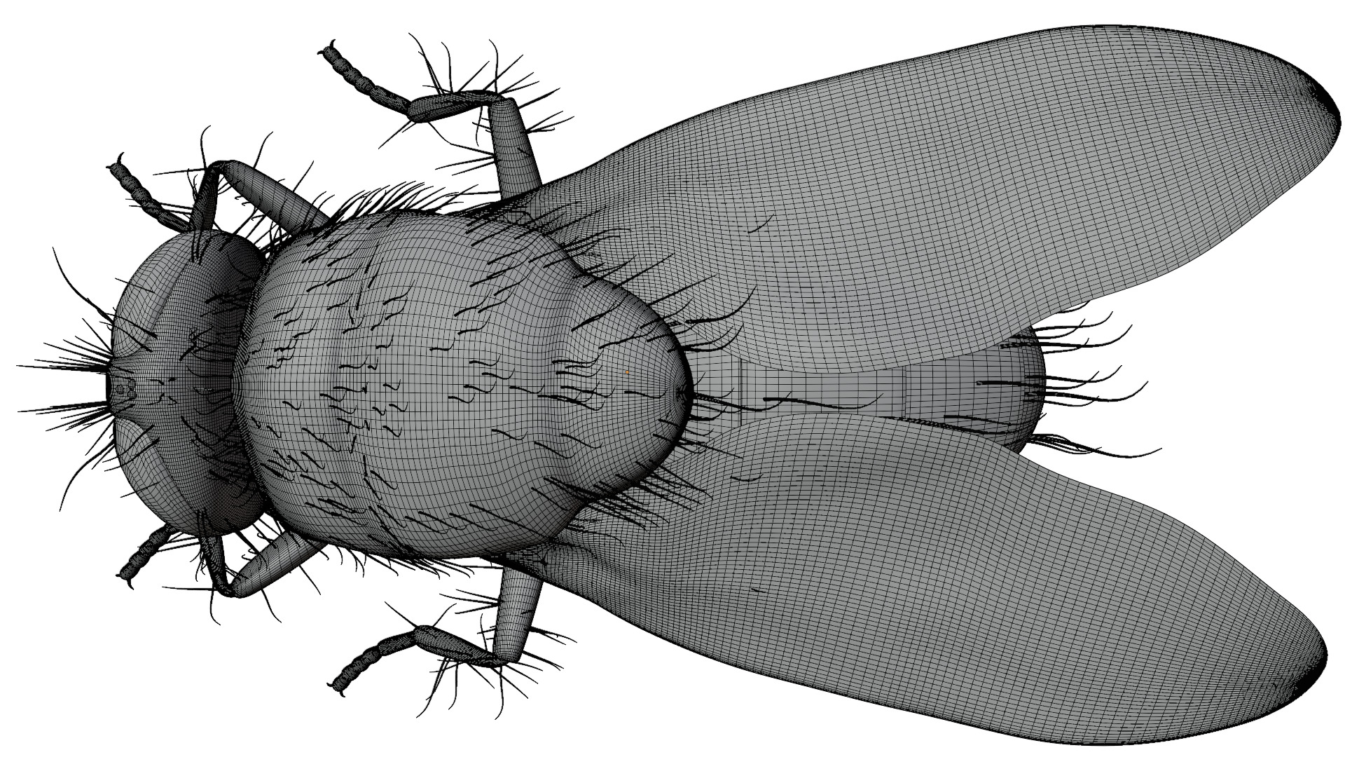 Housefly 3D model_17