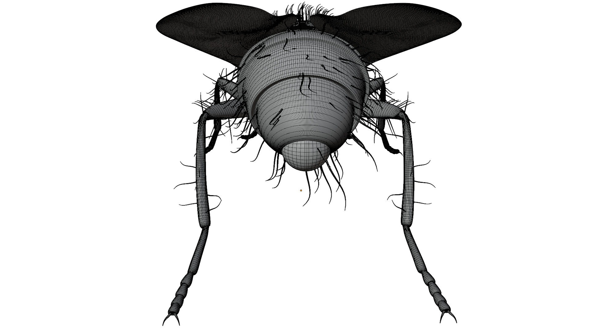 Housefly 3D model_12